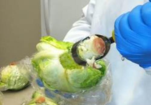 Food industry professionals in the Yuma region can take courses and earn a degree in food safety through a distance learning program. Food industry professionals in the Yuma region can take courses and earn a degree in food safety through a distance learning program.