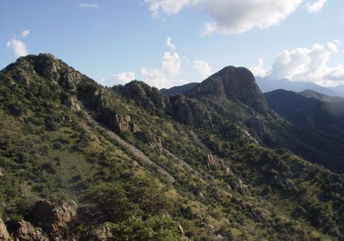 Oak trees in the northern Santa Rita Mountains, one of southern Arizona&#039;s &quot;sky island&quot; habitats. Oak trees were one of the plant groups included in the study. 