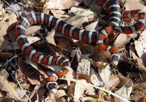 A mating pair of Sonoran mountain kingsnakes, one of the species studied in the paper, photographed in the Santa Rita Mountains. 