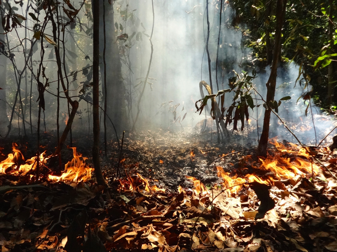 before and after a forest fire