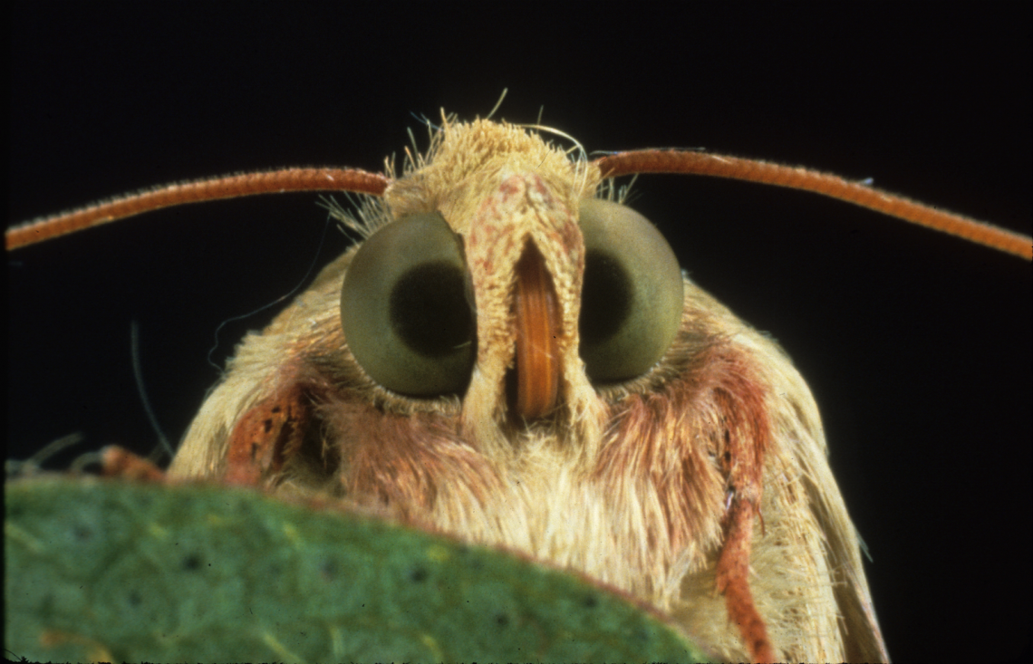 Pink bollworm moth Pink bollworm moth