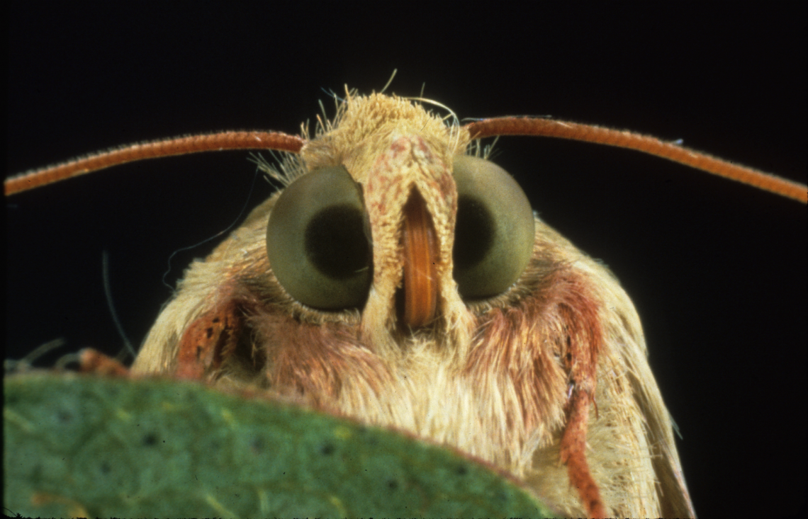 Pink bollworm moth