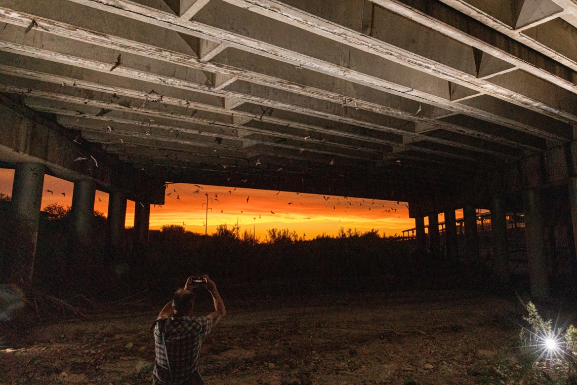Bats fluttering around under a Tucson bridge at dusk Bats fluttering around under a Tucson bridge at dusk