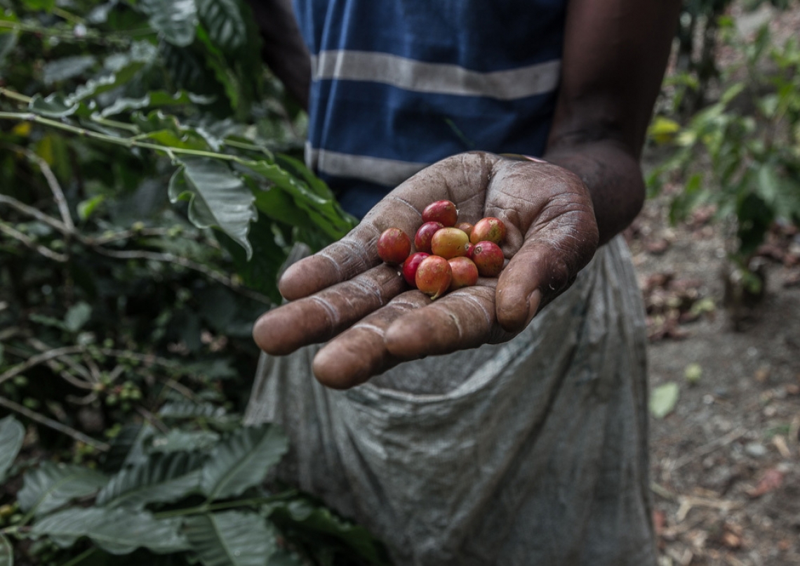 coffee cherries