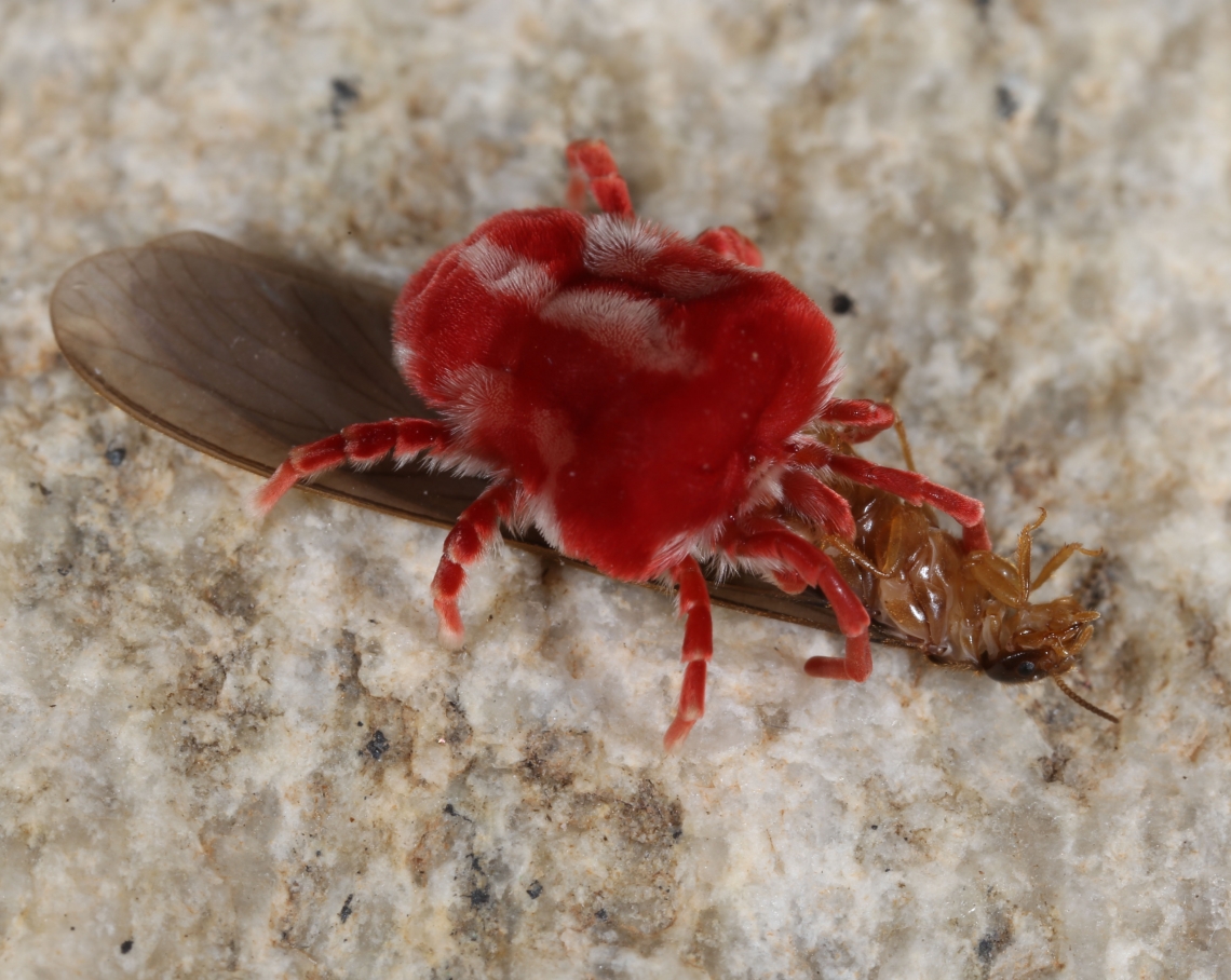 Is giant ant a warning of things to come? Sort of - Animal Life