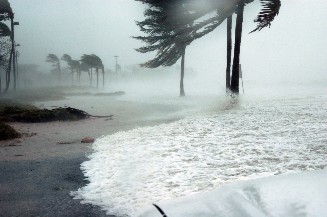 palm trees on beach blowing in Hurricane