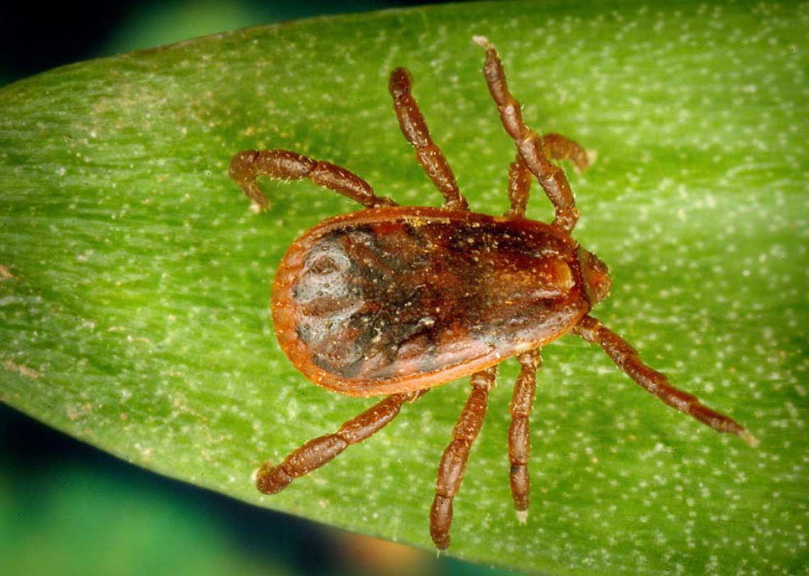 do ticks prefer dogs or humans