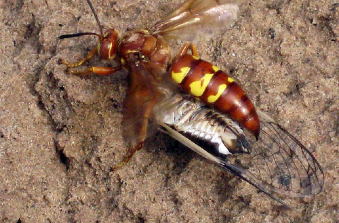 a cicada killer wasp eating a cicada