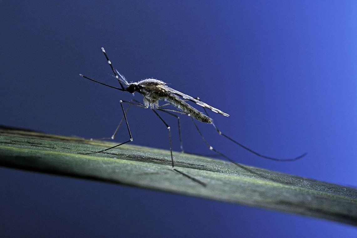 mosquito