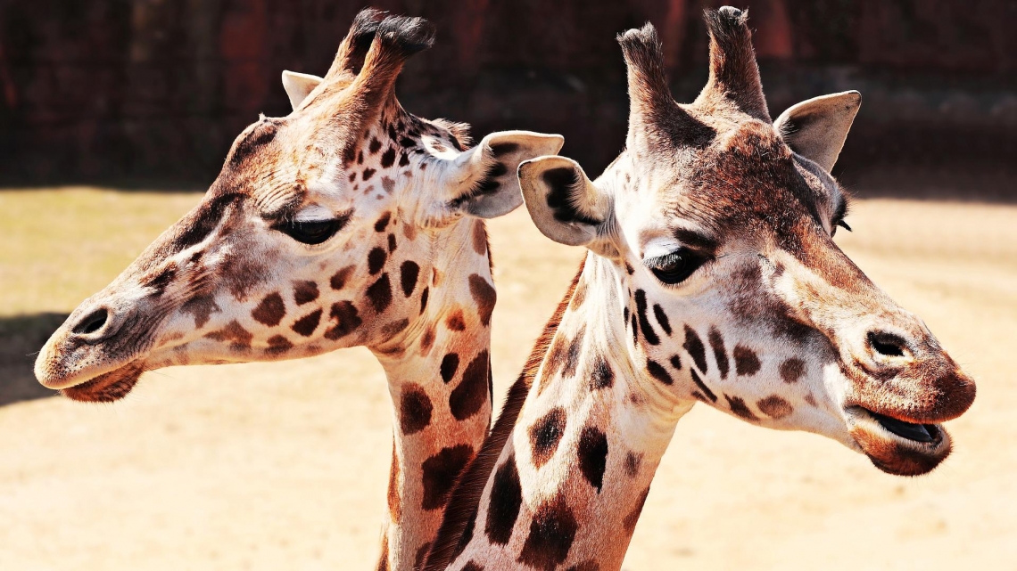 giraffes giraffes