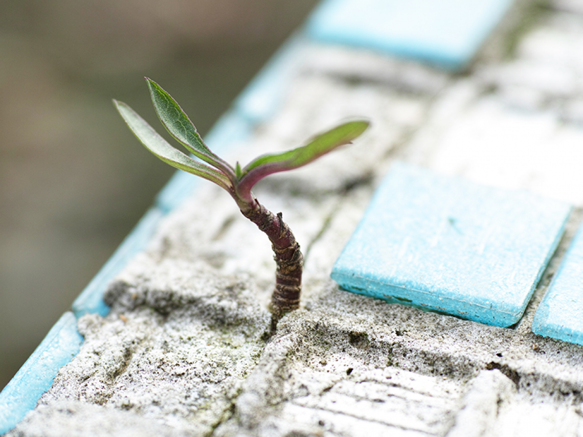 A plant sprouts through a concrete sidewalk
