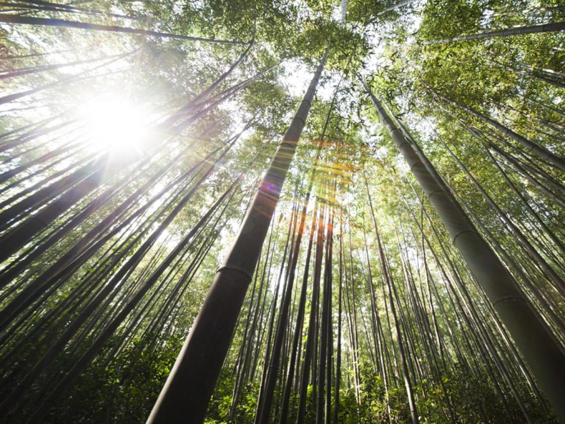 Sunshine in the forest