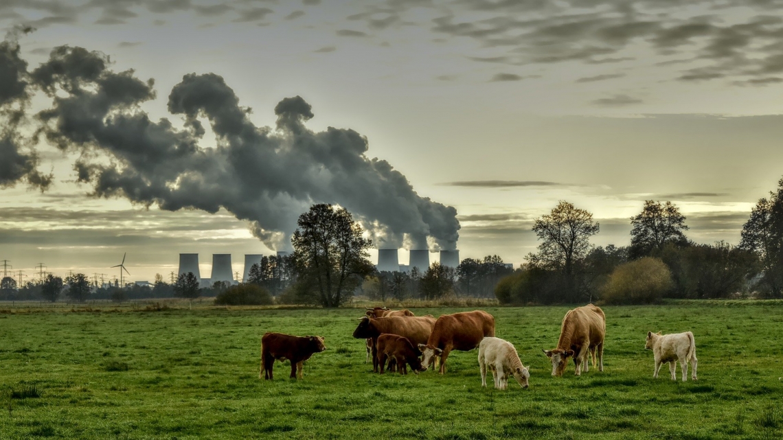 Cows in foreground and smokestacks emitting pollution in the background.