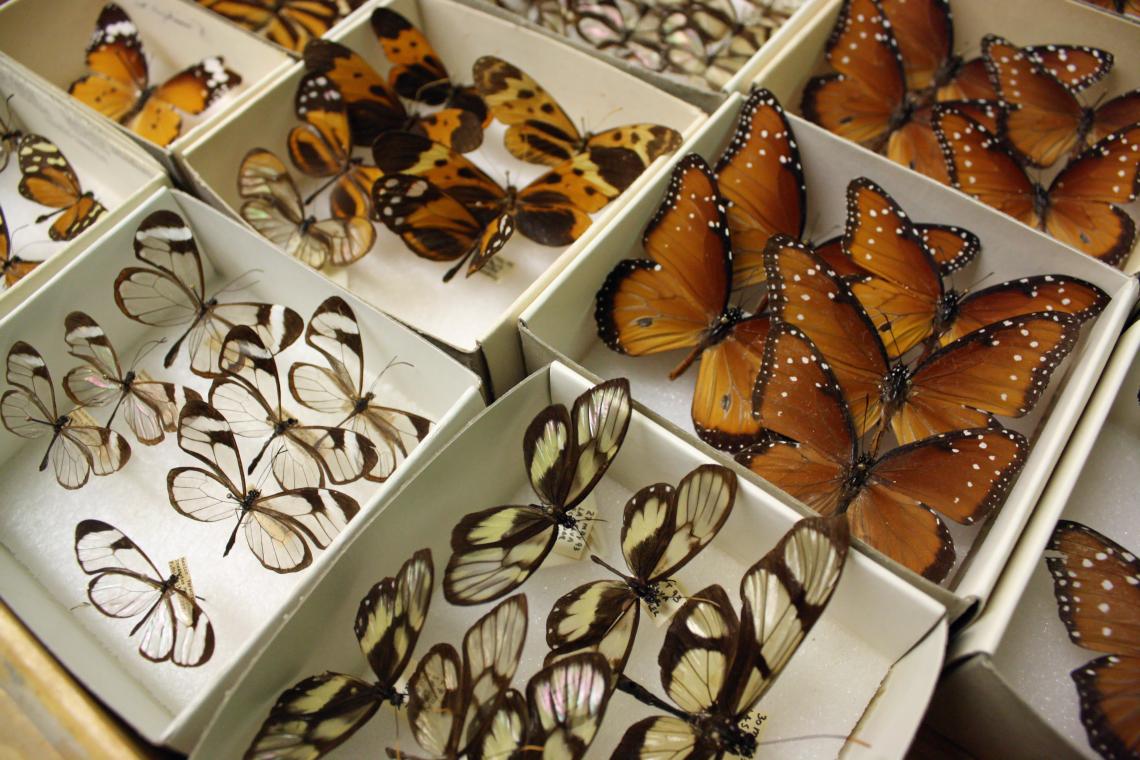 The UA Insect Collection is akin to a library. The 2 million specimens in the collection are irreplaceable, and the collection serves as a chronicle of biodiversity in the region over time.