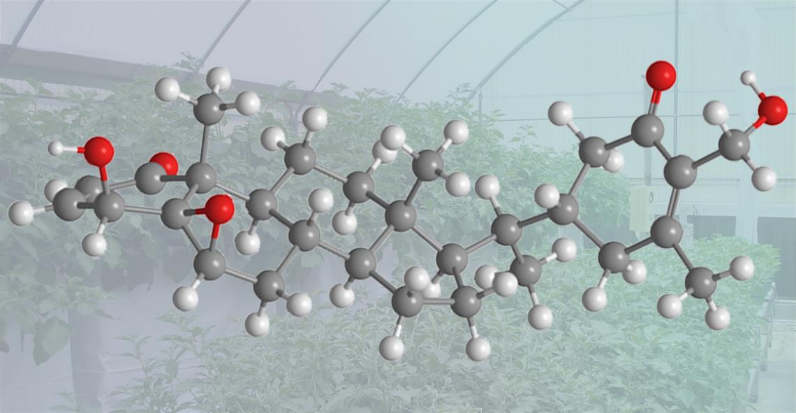 A composite image shows the Withaferin A structure overlaying the winter cherry in the greenhouse. A composite image shows the Withaferin A structure overlaying the winter cherry in the greenhouse.