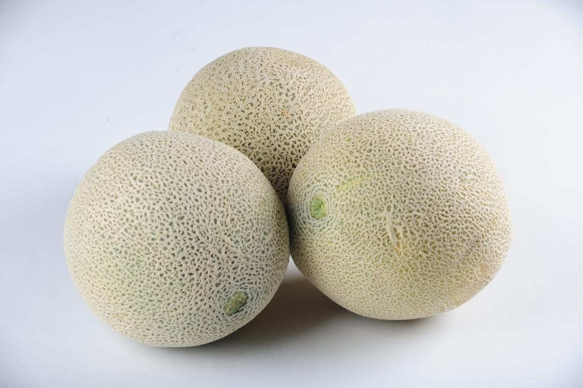 The cantaloupe's rough skin makes an ideal surface on which microbes can find a home. The cantaloupe's rough skin makes an ideal surface on which microbes can find a home.