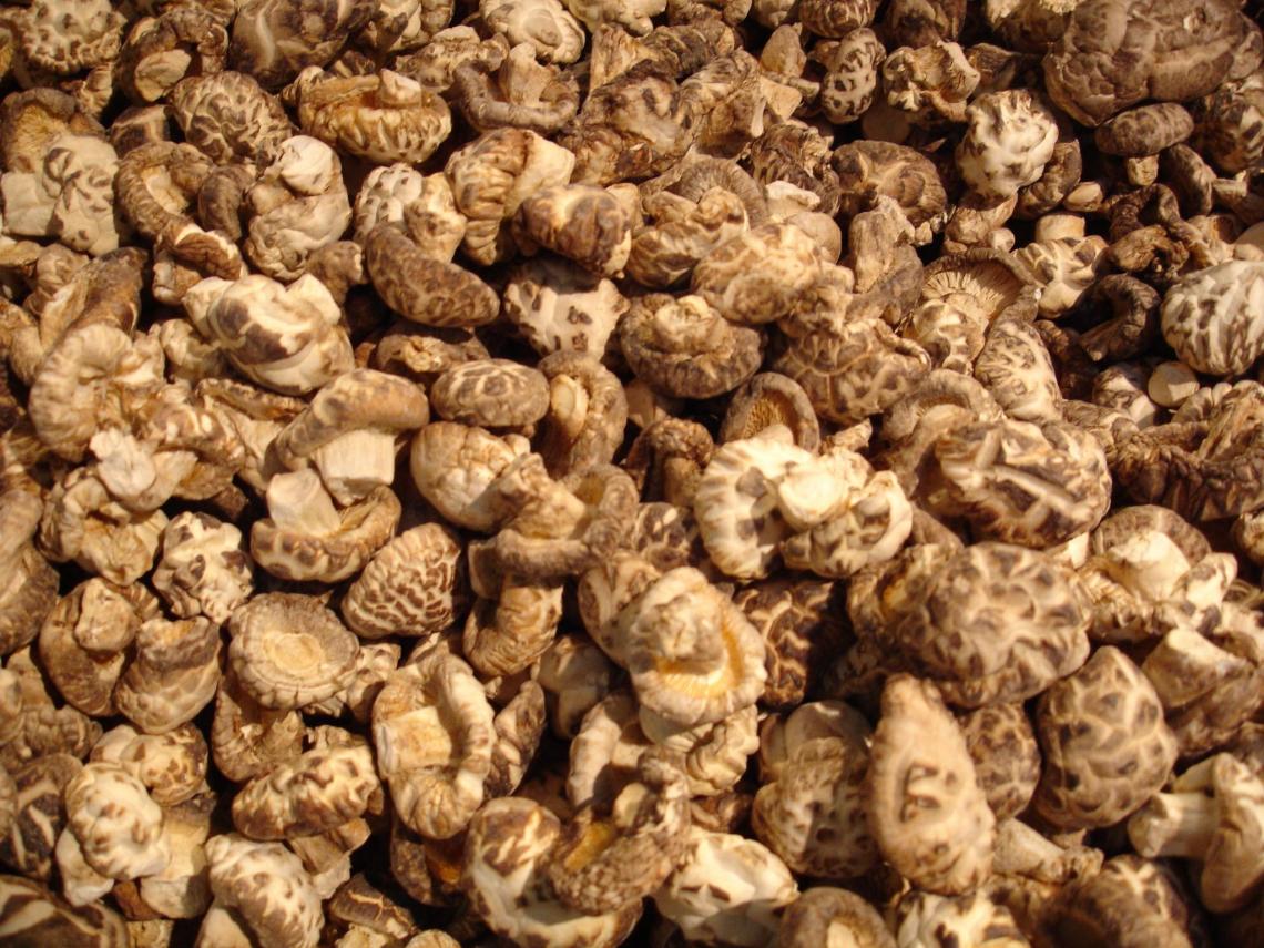 Researchers started growing pink oyster mushrooms and expanded to blue oyster, king oyster and lion's mane. They haven't ventured into shitake yet , but they plan to. Researchers started growing pink oyster mushrooms and expanded to blue oyster, king oyster and lion's mane. They haven't ventured into shitake yet , but they plan to.