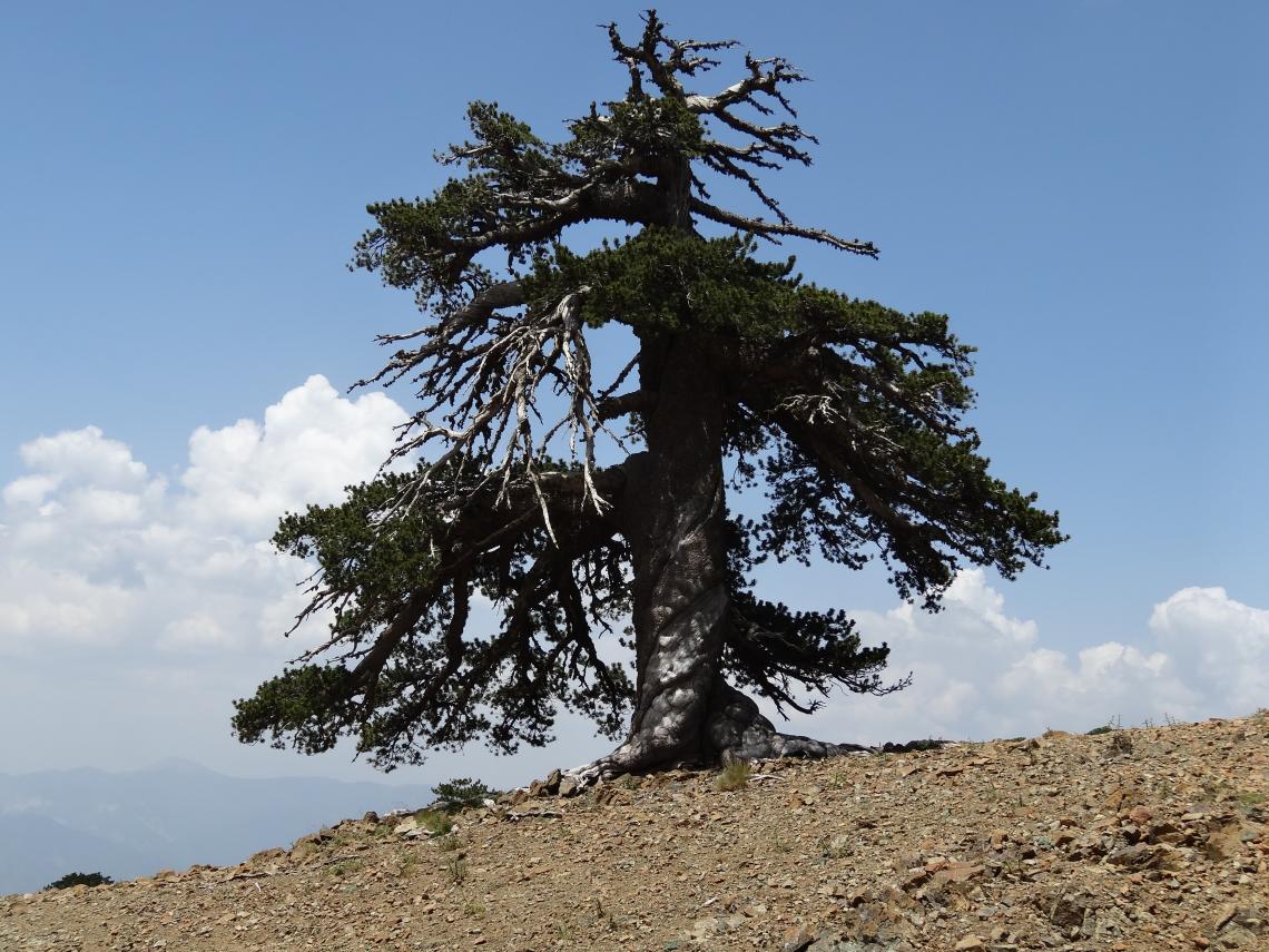 This Bosnian pine, dubbed Adonis, is the oldest known living tree in Europe. The tree is more than 1,075 years old. 