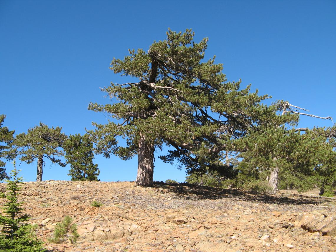 Ancient conifer trees in Cyprus Ancient conifer trees in Cyprus