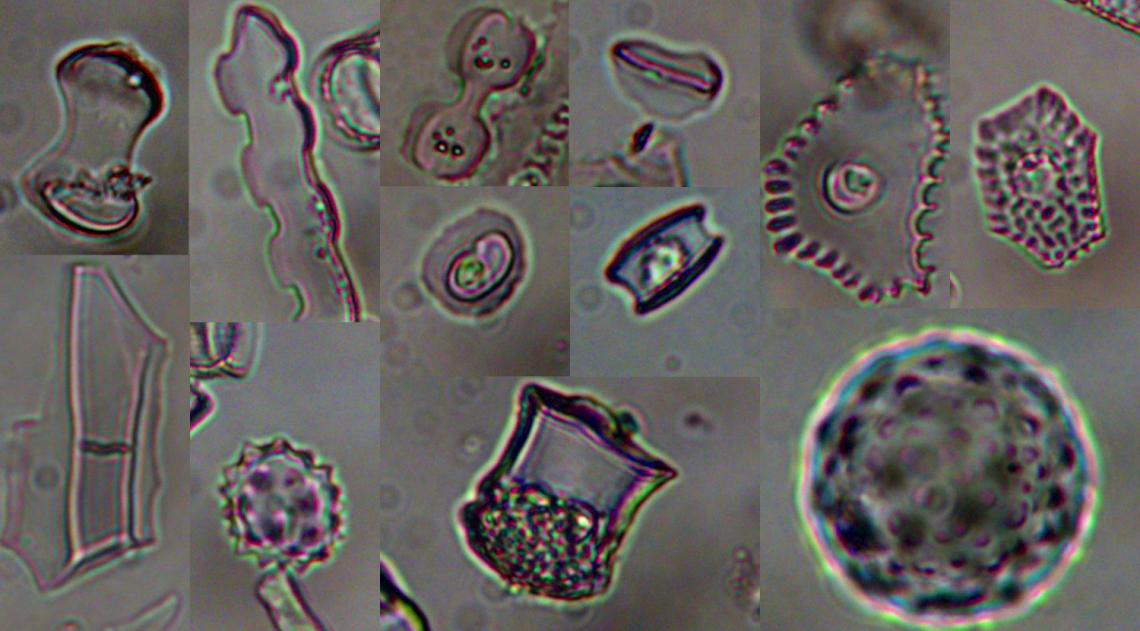 Microscopic plant remains, called phytoliths, from grasses, sedges, palms, forbs, and trees that lived near Lake Malawi in East Africa about 74,000 years ago Microscopic plant remains, called phytoliths, from grasses, sedges, palms, forbs, and trees that lived near Lake Malawi in East Africa about 74,000 years ago
