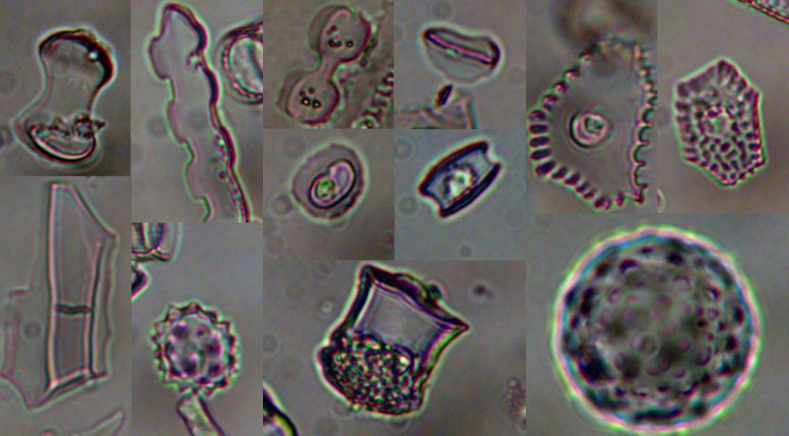 Microscopic plant remains, called phytoliths, from grasses, sedges, palms, forbs, and trees that lived near Lake Malawi in East Africa about 74,000 years ago 
