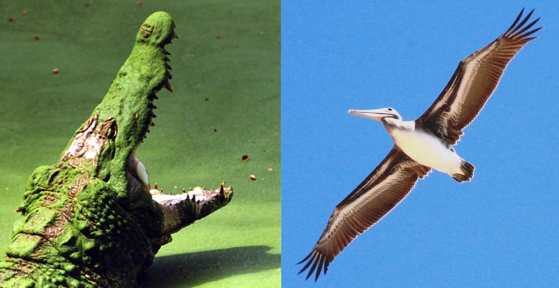 Dinosaurs among us: Birds and crocodiles are Earth's living descendants of the dinosaurs that survived the meteorite-triggered mass extinction of 66 million years ago. An international consortium has sequenced the genomes of 48 bird and three crocodile sp Dinosaurs among us: Birds and crocodiles are Earth's living descendants of the dinosaurs that survived the meteorite-triggered mass extinction of 66 million years ago. An international consortium has sequenced the genomes of 48 bird and three crocodile sp