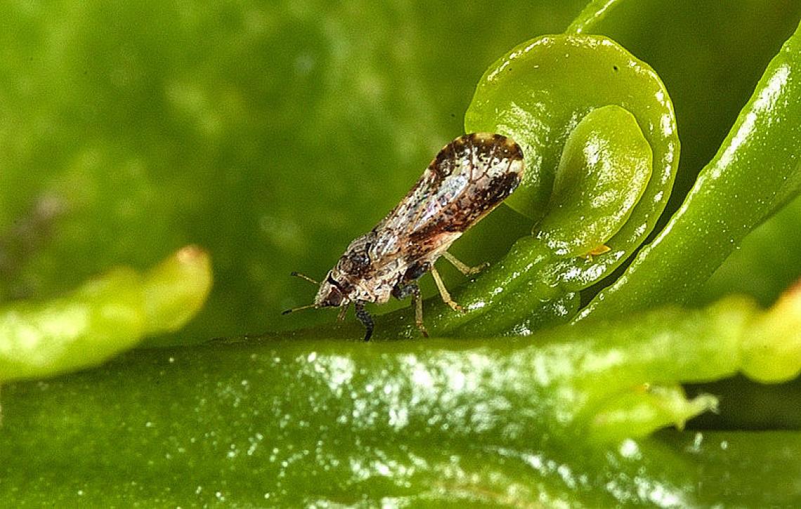 The Asian citrus psyllid, first detected in Arizona in 2009, is a sap-sucking insect of the family Psyllidae, responsible for spreading greening disease among citrus trees. It’s just one of the plant pests and pathogens from which the Arizona Plant Diagno