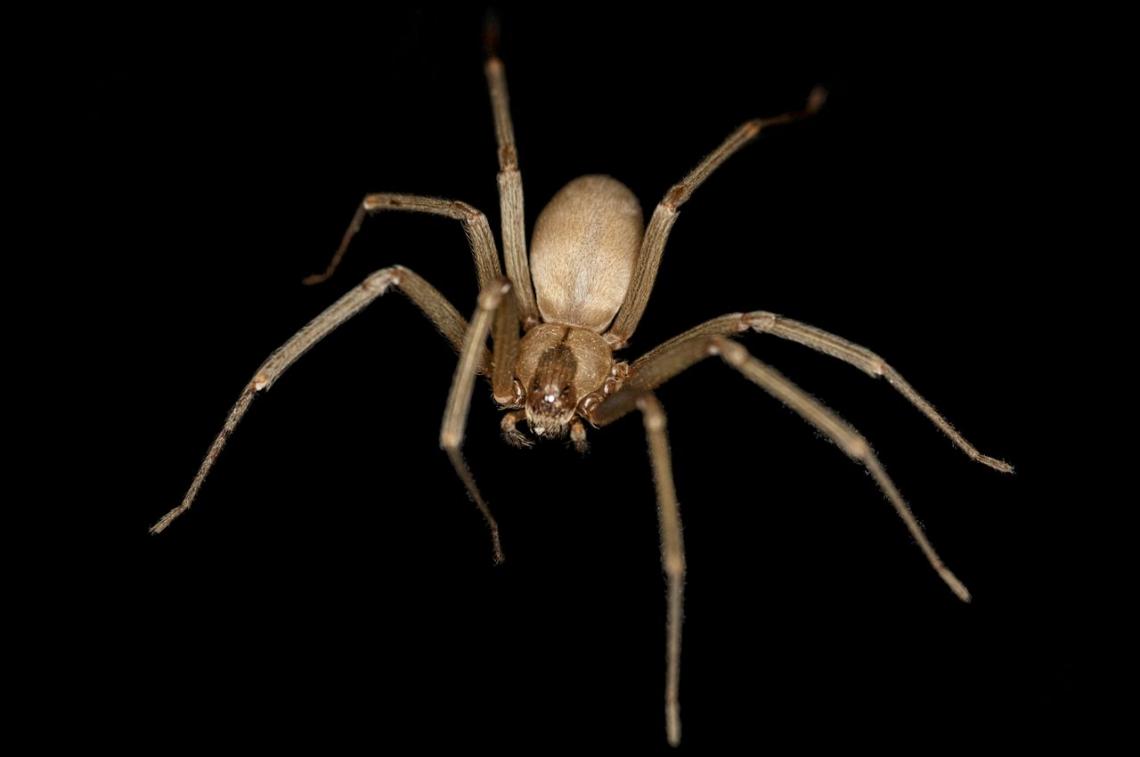 Bite, Brown Recluse Spider