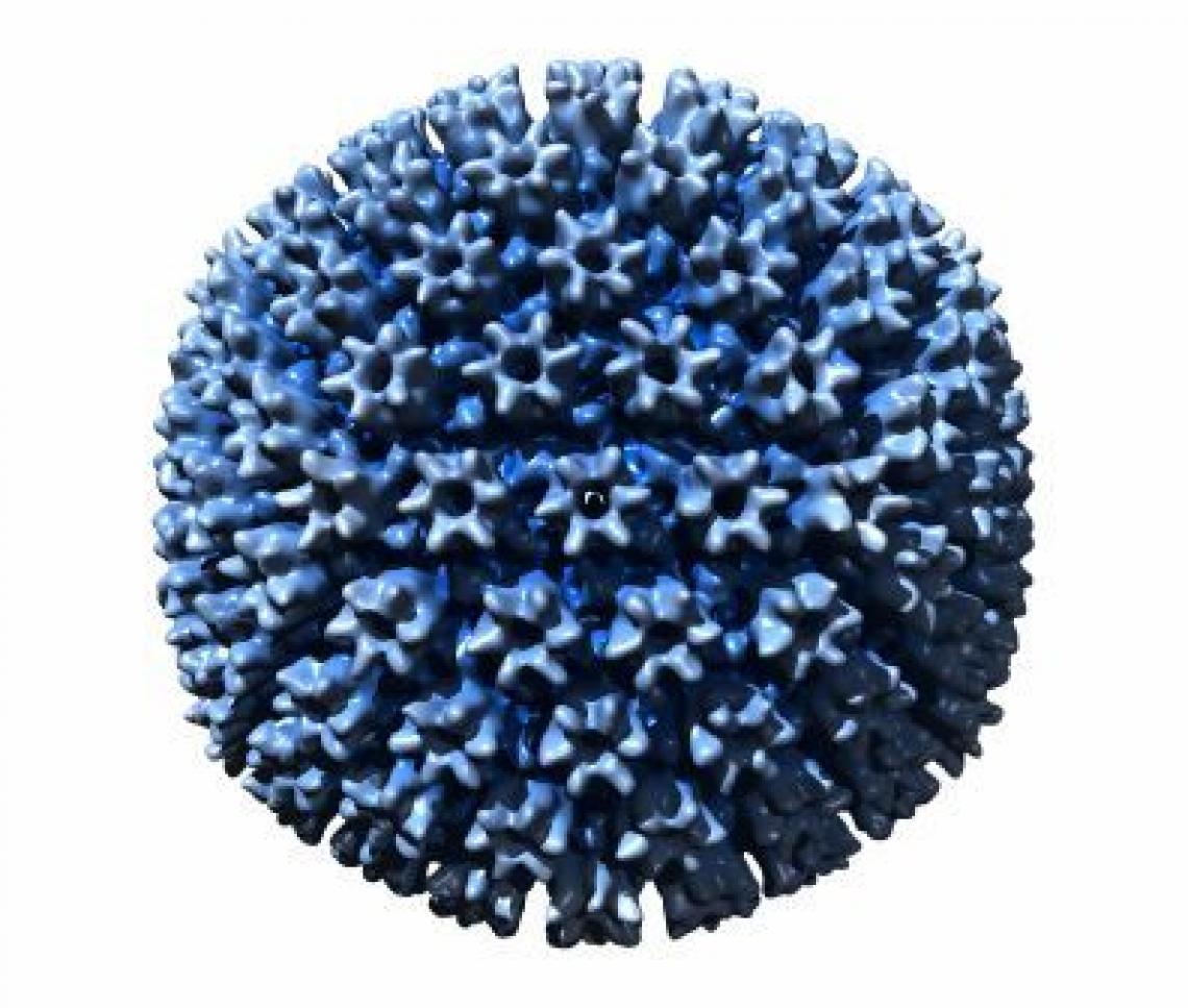 Model of a cytomegalovirus Model of a cytomegalovirus