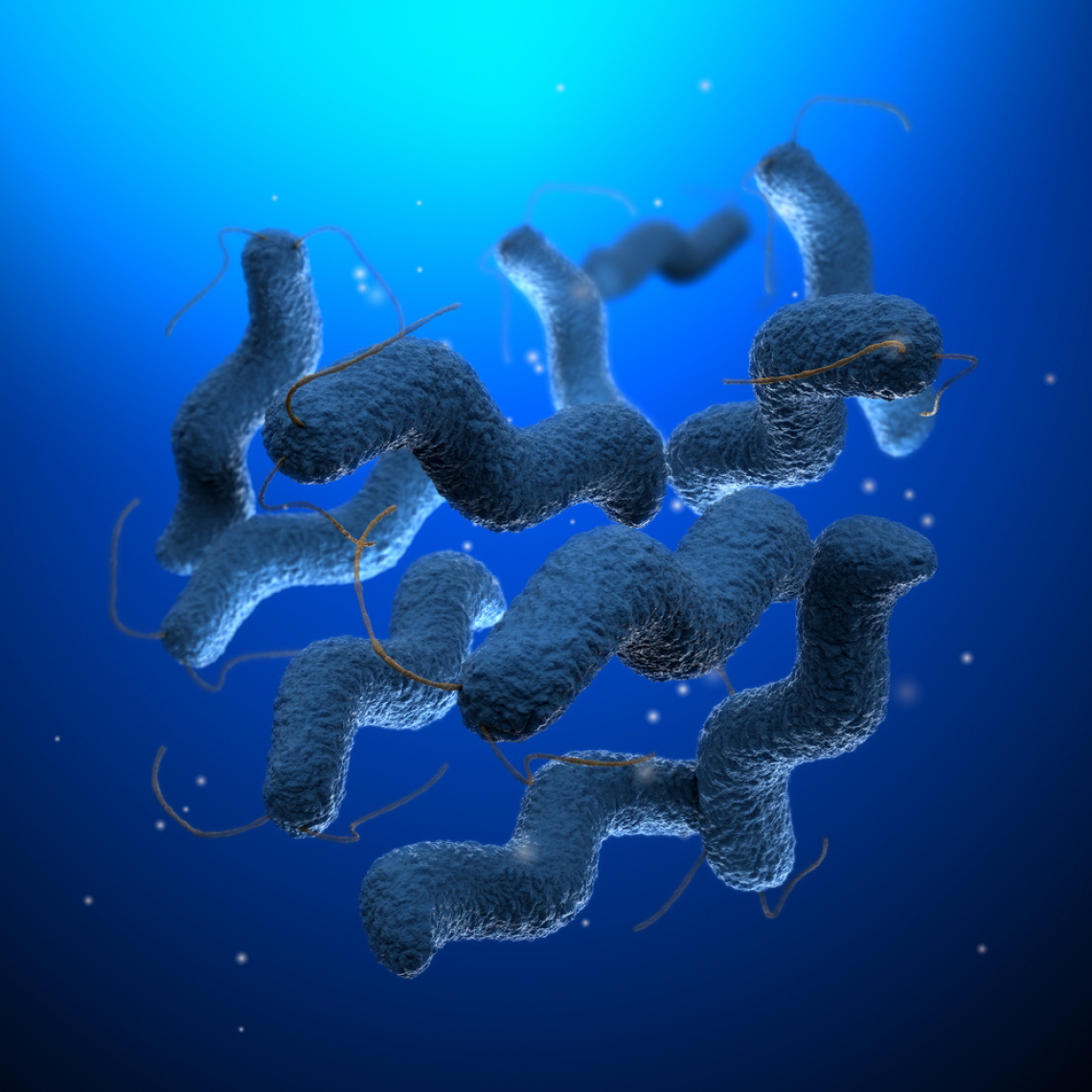 Campylobacter jejuni infection is one of the most commonly identified bacterial causes of acute gastroenteritis worldwide. Campylobacter jejuni infection is one of the most commonly identified bacterial causes of acute gastroenteritis worldwide.