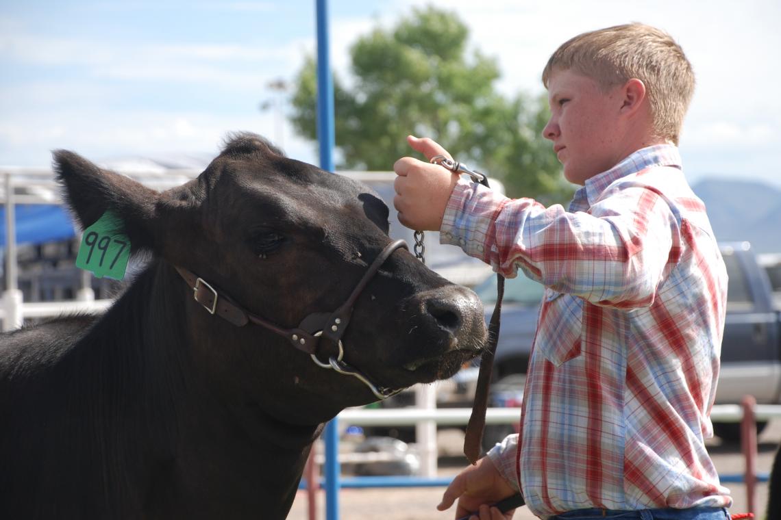 A Graham County youth with his heifer awaiting auction at the county fair. A Graham County youth with his heifer awaiting auction at the county fair.