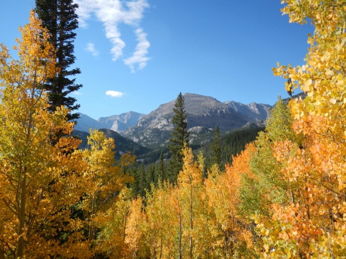 A sub-alpine forest in Colorado. Forests in the southwestern U.S. are expected to be among the hardest hit, according to the projections resulting from the study. A sub-alpine forest in Colorado. Forests in the southwestern U.S. are expected to be among the hardest hit, according to the projections resulting from the study.