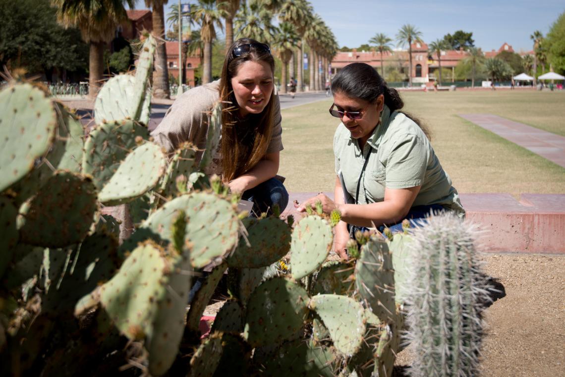 Alyssa Rosemartin and teacher Martha Valencia from Puebla, Mexico, examine buds on a prickly pear on the UA campus. The USA-NPN recently worked with teachers from Mexico participating in the College of Education's Project SEED on a phenology and citizen Alyssa Rosemartin and teacher Martha Valencia from Puebla, Mexico, examine buds on a prickly pear on the UA campus. The USA-NPN recently worked with teachers from Mexico participating in the College of Education's Project SEED on a phenology and citizen