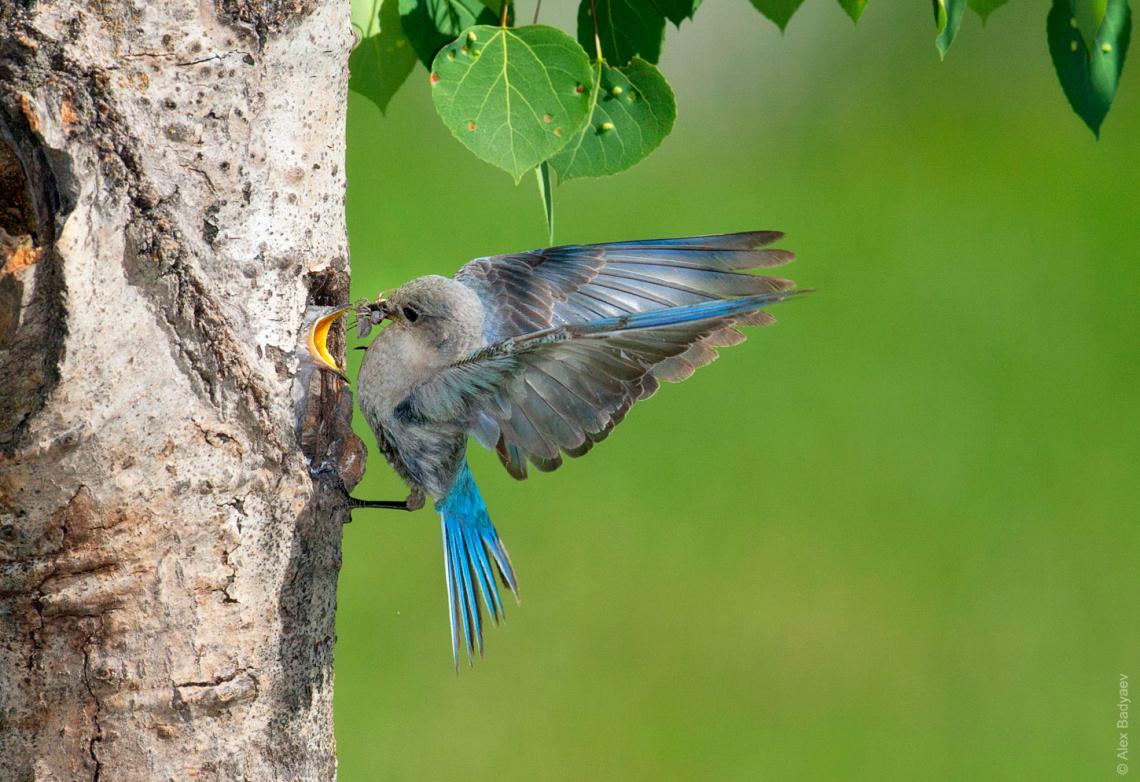 Mountain bluebirds are a highly dispersive species in the northwestern United States. Mountain bluebirds are a highly dispersive species in the northwestern United States.