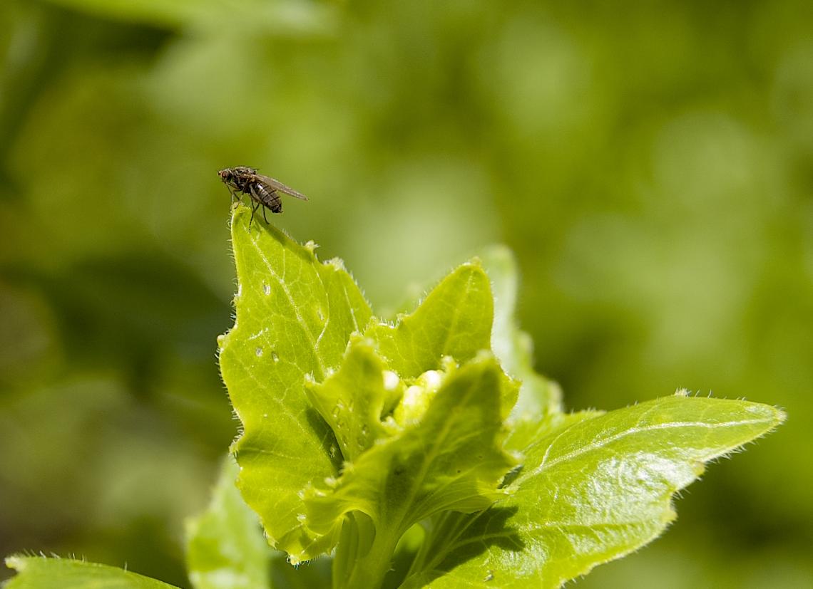 Scaptomyza nigrita, an herbivorous fly, poises atop its host plant, a mustard toxic to most other organisms. 