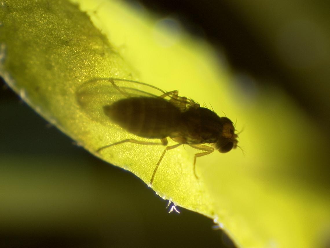 Scaptomyza flava female on a leaf of Arabidopsis thaliana, a popular model organism in plant biology. Scaptomyza flava female on a leaf of Arabidopsis thaliana, a popular model organism in plant biology.