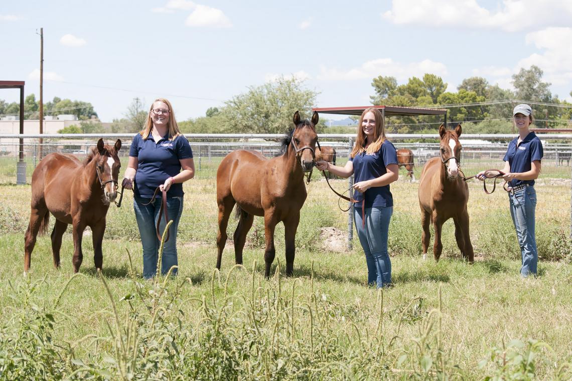 Equine sciences students gain valuable hands-on experience working with young horses at the UA Equine Center. From left are junior Zoie Spurr, senior Norielle Ziemann and junior Megan Hanson. 