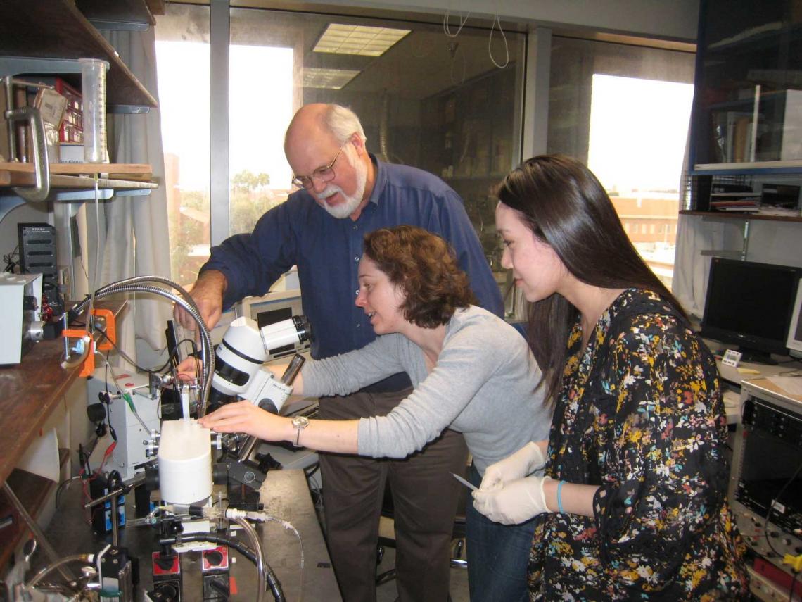 Regents' Professor John G. Hildebrand working with a former postdoctoral fellow and an undergraduate researcher in his lab.