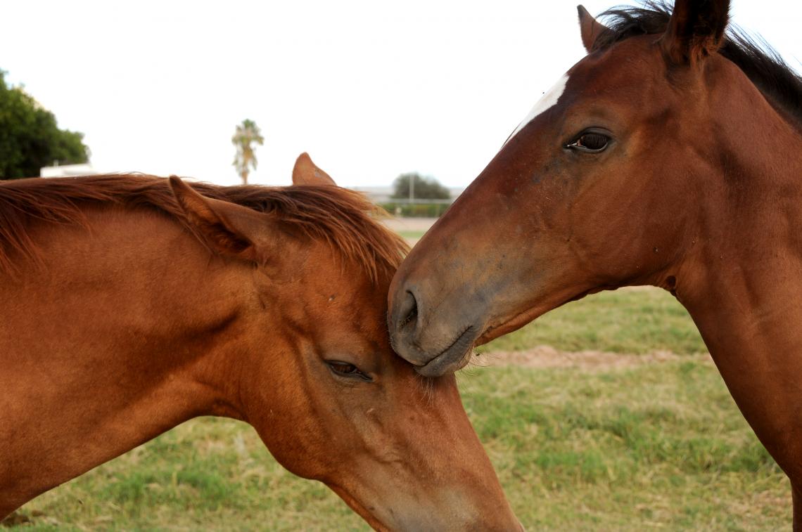 Horses