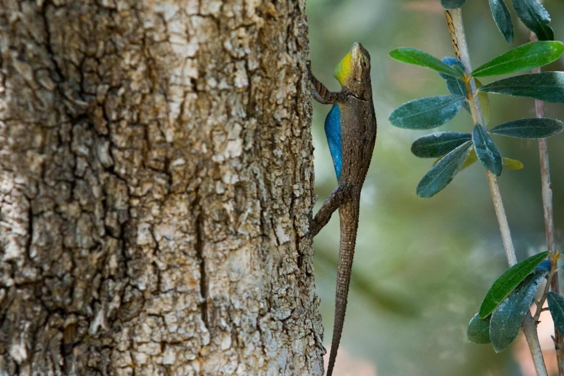 Tree lizards show off their colorful bellies while doing pushups to defend their territories. 