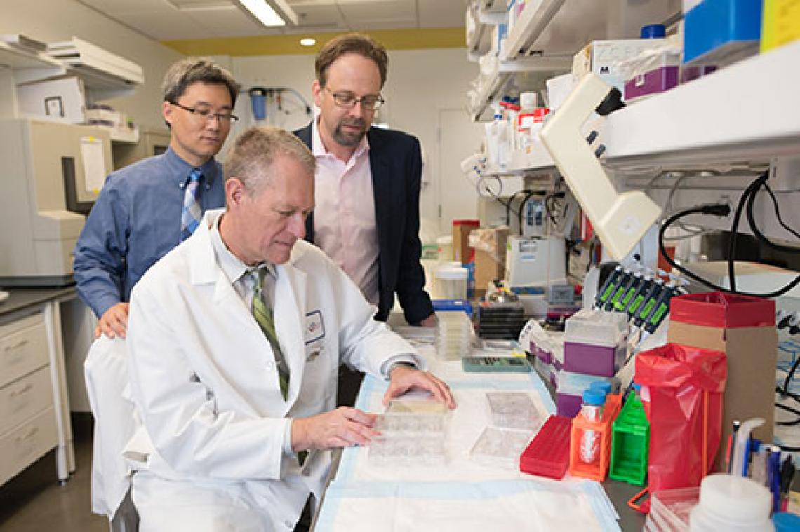 Frederic Zenhausern works with colleagues Dr. Kenneth Knox and Ting Wang on research that combines their knowledge in engineering and medicine on a new model to study pulmonary diseases. Frederic Zenhausern works with colleagues Dr. Kenneth Knox and Ting Wang on research that combines their knowledge in engineering and medicine on a new model to study pulmonary diseases.