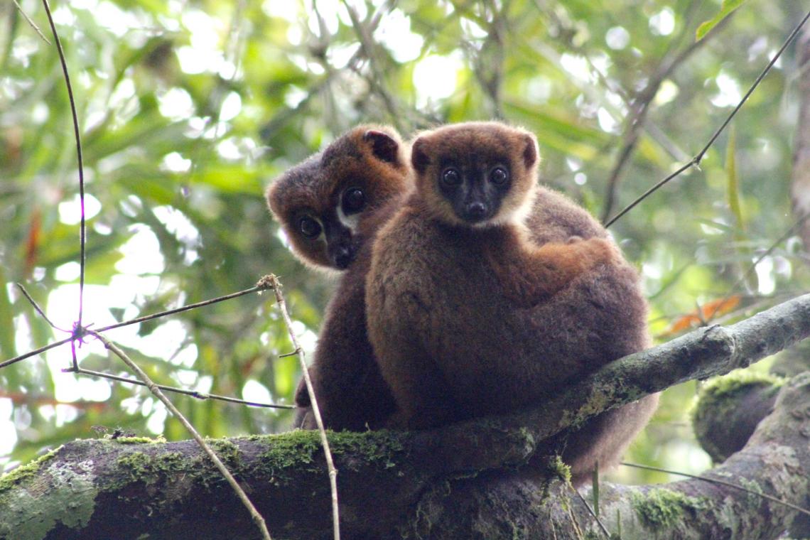 An adult male red-bellied lemur snuggles with his infant son. An adult male red-bellied lemur snuggles with his infant son.