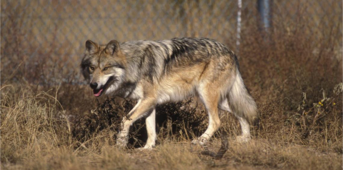 mexican grey wolf habitat