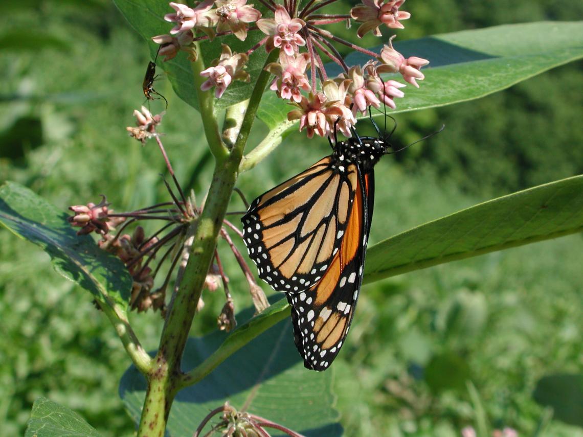 A monarch butterfly resting on a flower petal A monarch butterfly resting on a flower petal
