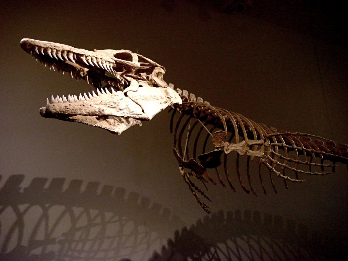 New research sheds light on the evolutionary relationships of living and extinct reptiles. This skeleton belonged to a mosasaur, a carnivorous marine lizard that died out with the dinosaurs 65 million years ago. New research sheds light on the evolutionary relationships of living and extinct reptiles. This skeleton belonged to a mosasaur, a carnivorous marine lizard that died out with the dinosaurs 65 million years ago.