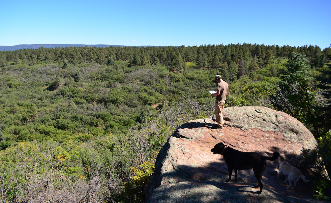 This patch of oak shrub surrounded by forest is the result of an 1899 forest fire in northern New Mexico. Researchers suggest such changes from forest to shrubby, hard-to-walk-through vegetation will become more common as global warming continues. This patch of oak shrub surrounded by forest is the result of an 1899 forest fire in northern New Mexico. Researchers suggest such changes from forest to shrubby, hard-to-walk-through vegetation will become more common as global warming continues.