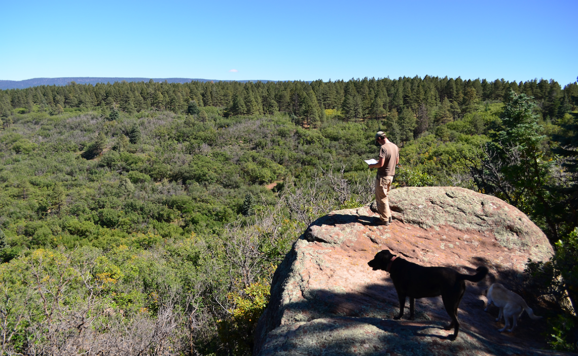 This patch of oak shrub surrounded by forest is the result of an 1899 forest fire in northern New Mexico. Researchers suggest such changes from forest to shrubby, hard-to-walk-through vegetation will become more common as global warming continues. 