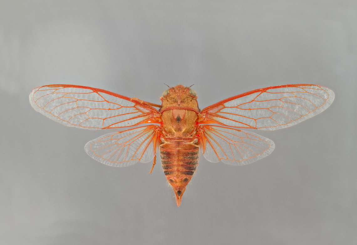 Okanaga rubrovenosa, literally meaning "the red-veined one from Okanaga Valley," is one of the most prominent cicada species found in the Southwest. Okanaga rubrovenosa, literally meaning "the red-veined one from Okanaga Valley," is one of the most prominent cicada species found in the Southwest.