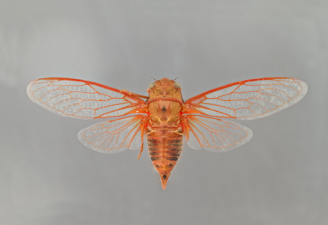 Okanaga rubrovenosa, literally meaning "the red-veined one from Okanaga Valley," is one of the most prominent cicada species found in the Southwest. 