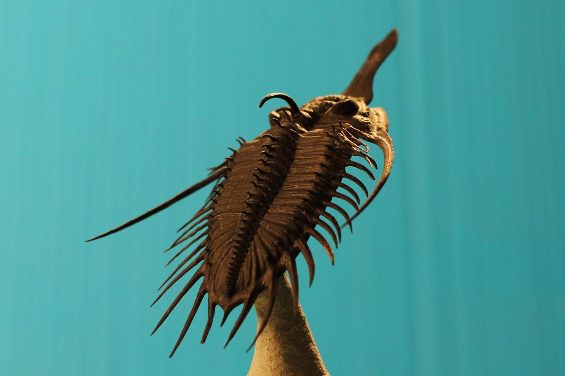 Psychopyge, a spectacular trilobite that lived in the Upper Devonian – about 370 million years ago. Specimens have been found in Germany and Morocco. Psychopyge, a spectacular trilobite that lived in the Upper Devonian – about 370 million years ago. Specimens have been found in Germany and Morocco.